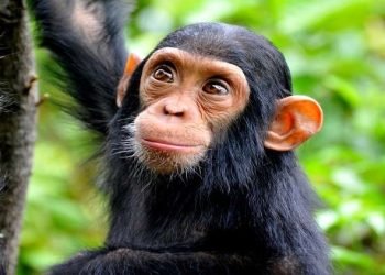 انتشار جدري القرود خارج السيطرة.. والوفاة تهدد آلاف البشر