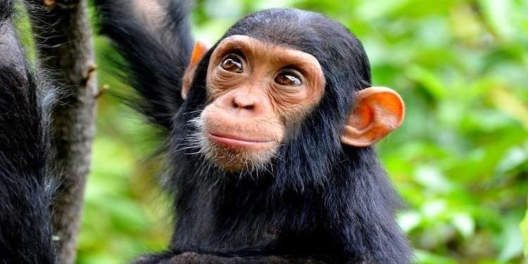 انتشار جدري القرود خارج السيطرة.. والوفاة تهدد آلاف البشر