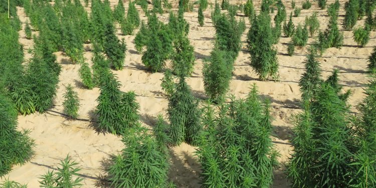 ضبط 13 طن مخدر “هيدرو” و145 كيلو حشيش في الإسماعيلية