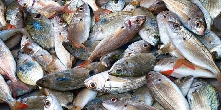 تباين ملحوظ بأسعار السمك والجمبري بسوق العبور اليوم