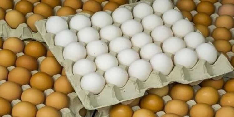 أسعار كرتونة البيض في الأسواق اليوم
