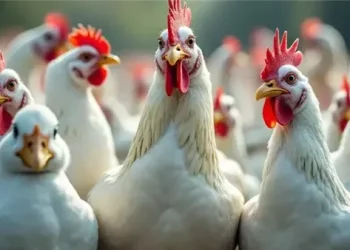 تباين أسعار الفراخ البيضاء والبلدي في الأسواق اليوم