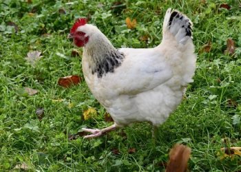 انخفاض أسعار الفراخ البيضاء والبلدي اليوم في الأسواق المصرية