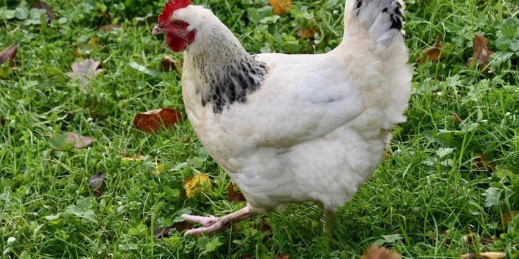 انخفاض أسعار الفراخ البيضاء والبلدي اليوم في الأسواق المصرية