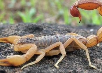 العقارب تلدغ شخصين بالوادي الجديد