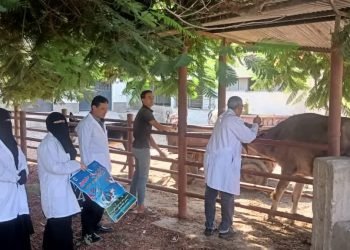 انطلاق الحملة القومية للتحصين ضد الحمى القلاعية بكفرالشيخ اليوم