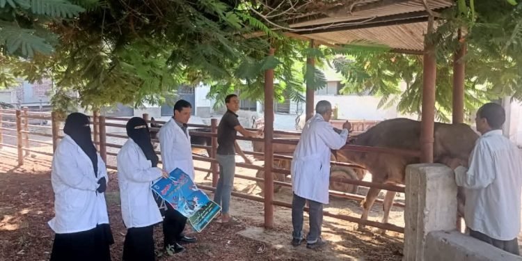 انطلاق الحملة القومية للتحصين ضد الحمى القلاعية بكفرالشيخ اليوم