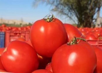 الزراعة تنفي شائعة رش الطماطم بمادة الإيثريل لتسريع النضج