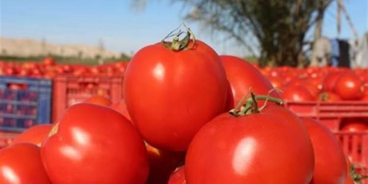 الزراعة تنفي شائعة رش الطماطم بمادة الإيثريل لتسريع النضج