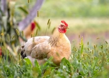 انخفاض سعر الفراخ اليوم الإثنين 8 سبتمبر 2025