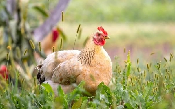 انخفاض سعر الفراخ اليوم الإثنين 8 سبتمبر 2025