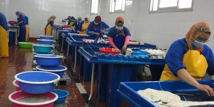 الزراعة: إنتاج أكثر من 3 آلاف طن من مساحيق المخلفات الحيوانية خلال أغسطس