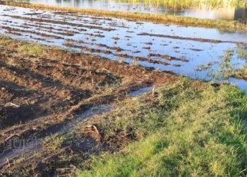 غرق 268 فدانا من أراضي طرح النهر بسبب ارتفاع منسوب النيل بالمنوفية