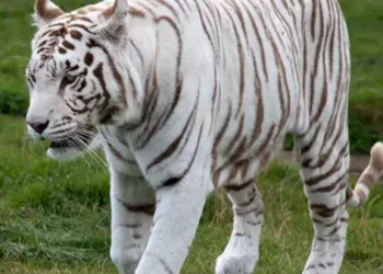 القبض على عامل سرق نمرا أبيض نادرًا من سيرك بمطروح