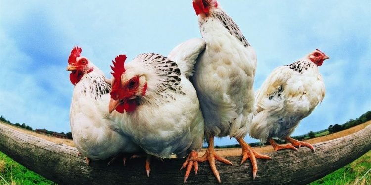 بورصة الدواجن تحدد أسعار الفراخ اليوم الأحد للمستهلك والمحال التجارية