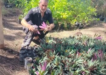 محافظ الغربية: حملات نظافة وتشجير لإبراز المظهر الجمالي والحضاري