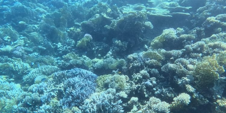 وزيرة التنمية المحلية تعلن بدء الفريق العلمي لمحميات البحر الأحمر في تنفيذ البرنامج السنوي لرصد الشعاب المرجانية