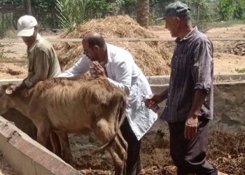 الدقهلية تطلق حملة شاملة لتحصين الماشية في القرى والأسواق ضد مرض الحمى القلاعية