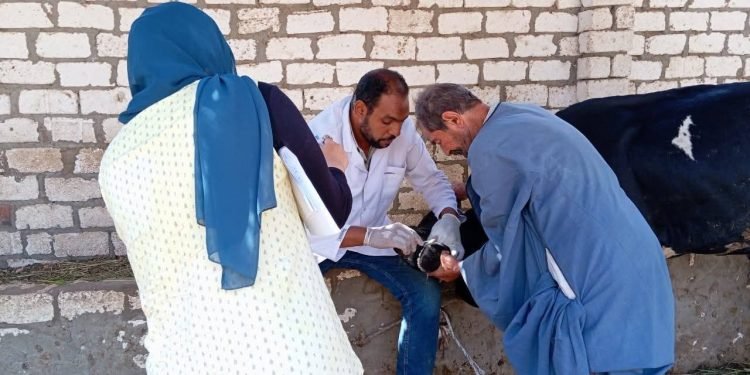 تحصين 80 ألف رأس ماشية وضبط لحوم فاسدة بالفيوم