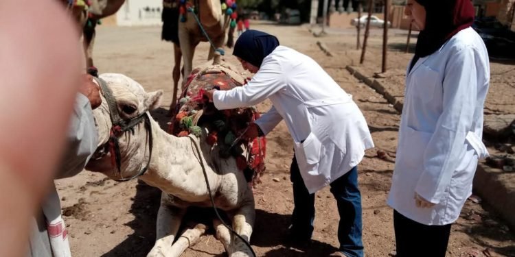 محافظ الجيزة: تحصين 160 ألف رأس ماشية ضمن الحملة القومية الثانية للحفاظ على الثروة الحيوانية