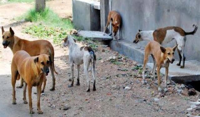 ملثم يتسبب في وفاة 500 كلب في حدائق الأهرام