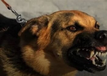 مات محضوض.. وفاة صغير بأزمة قلبية خلال هروبه من كلب في قنا