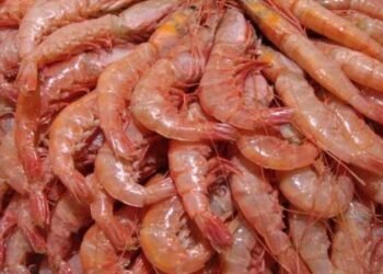 الجمبري يواصل ارتفاعه.. تعرف على أسعار السمك اليوم الخميس