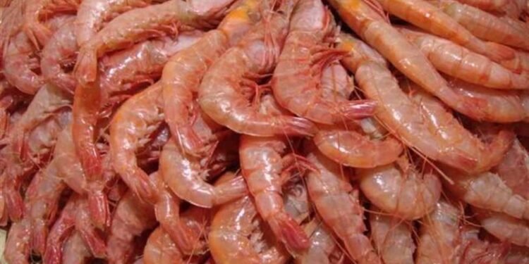 الجمبري يواصل ارتفاعه.. تعرف على أسعار السمك اليوم الخميس