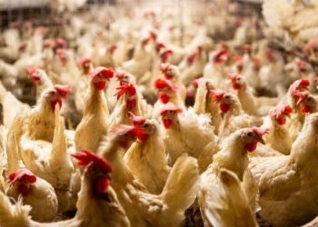 أسعار الدواجن اليوم في مصر.. استقرار نسبي في الأسواق المحلية
