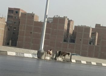 الأجهزة الأمنية تفحص مقطع فيديو لأحصنة تهدد حياة المواطنين على الدائري