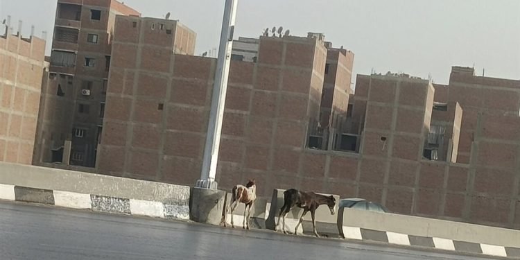 الأجهزة الأمنية تفحص مقطع فيديو لأحصنة تهدد حياة المواطنين على الدائري