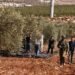 مستوطنون يعتدون على مزارعين في فلسطينيين ويمنعونهم من قطف الزيتون