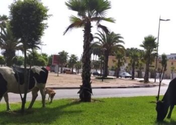 بقرة تتسبب في حادث مروري وإصابة 6 أشخاص بأكتوبر