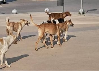 أمين الفتوى: لا يجوز قتل الحيوانات الضالة.. ولكن!