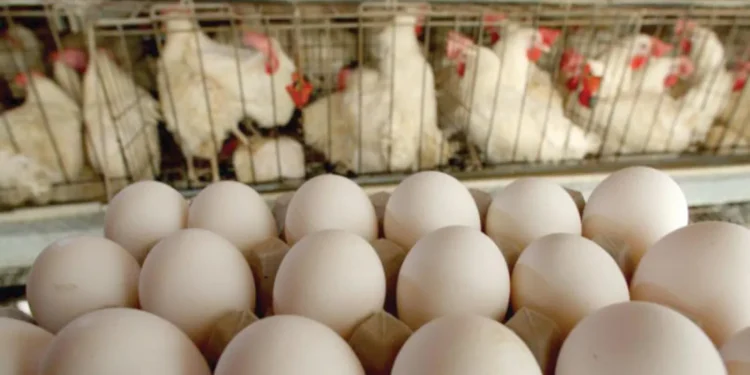 تراجع أسعار البيض في الأسواق المصرية.. واستقرار نسبي بالمزارع