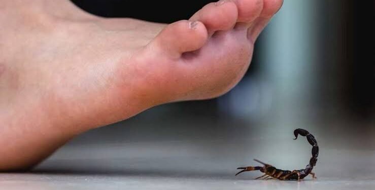 مأساة جديدة في الفيوم.. وفاة طفل بلدغة عقرب بسبب غياب المصل