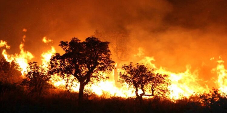 الجزائر تشتعل.. 17 حريق غابات في ولايات مختلفة