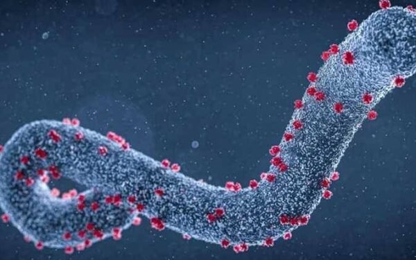 الصحة: مصر آمنة من فيروس ماربورج.. ولا إصابات حتى الآن