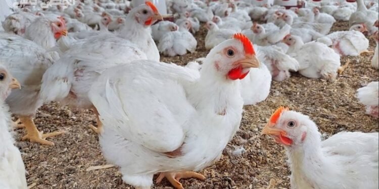 لماذا لا يشعر المواطن بانخفاض أسعار الدواجن؟.. رئيس الشعبة يكشف السبب!