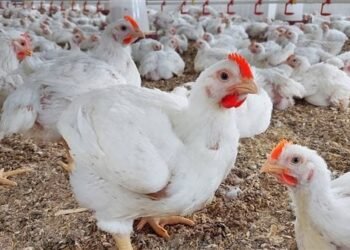 ثبات نسبي بأسعار الدواجن اليوم مع ارتفاع الفراخ البلدي في بعض المحافظات