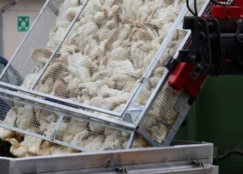 أمريكا تسجل أول حالة وفاة بسبب سلالة نادرة من إنفلونزا الطيور