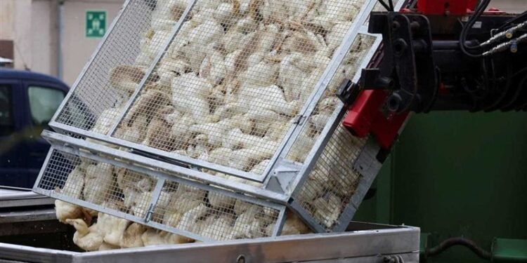 أمريكا تسجل أول حالة وفاة بسبب سلالة نادرة من إنفلونزا الطيور