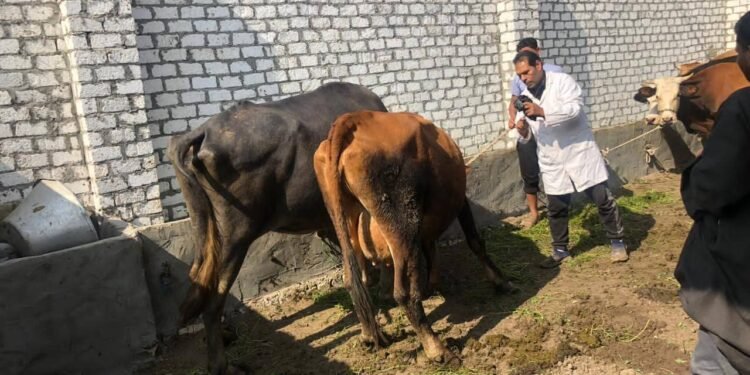 تحصين 1840 رأس ماشية ضد الحمى القلاعية وحمى الوادي المتصدع بالفيوم