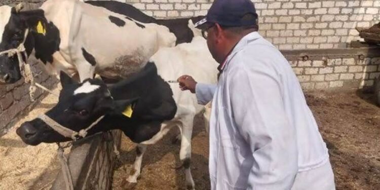 الزراعة: تحصين 8.1 مليون ماشية ضد الحمى القلاعية وحمى الوادي المتصدع