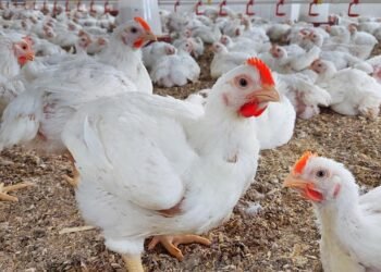 ارتفاع طفيف في أسعار الدواجن اليوم الإثنين 29 ديسمبر 2025