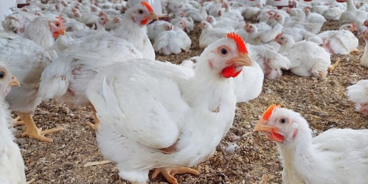 ارتفاع طفيف في أسعار الدواجن اليوم الإثنين 29 ديسمبر 2025