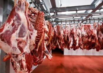 الزراعة تطرح كيلو اللحوم البلدي بـ 250 جنيهًا والضأن بـ 300 جنيه