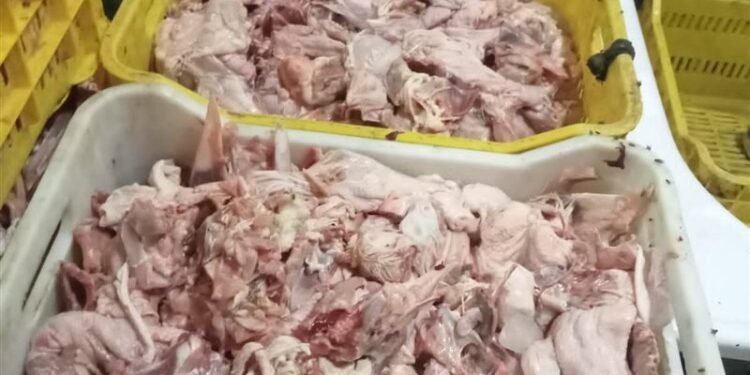 ضبط دواجن فاسدة ومذبوحة خارج المجازر بالجيزة