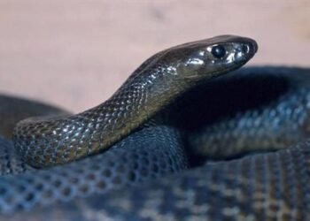 بريطانيا تمنع رجلا من اقتناء الحيوانات 7 سنوات بعد تجويعه أفعى حتى الموت