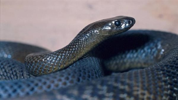 بريطانيا تمنع رجلا من اقتناء الحيوانات 7 سنوات بعد تجويعه أفعى حتى الموت